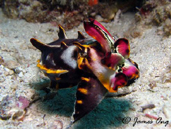 Flamboyant Cuttlefish In Kapalai. Tools: Canon S1 IS, Ino... by James Ong 